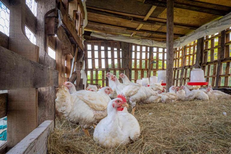 27 Low Budget DIY Chicken Coop Ideas