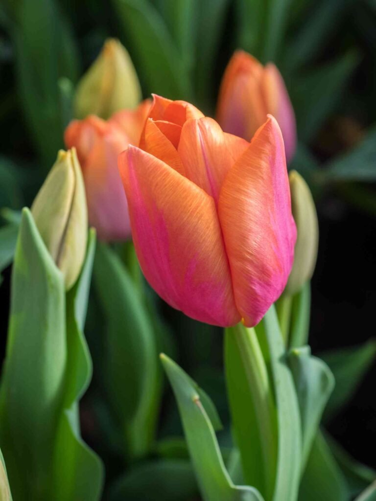 How to Plant Tulip Bulbs for Stunning Spring Blooms?