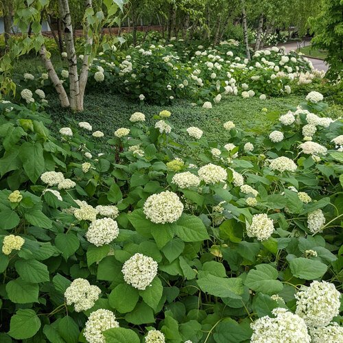 20 Unique Hedging Plants: Small, Medium, and Large Options