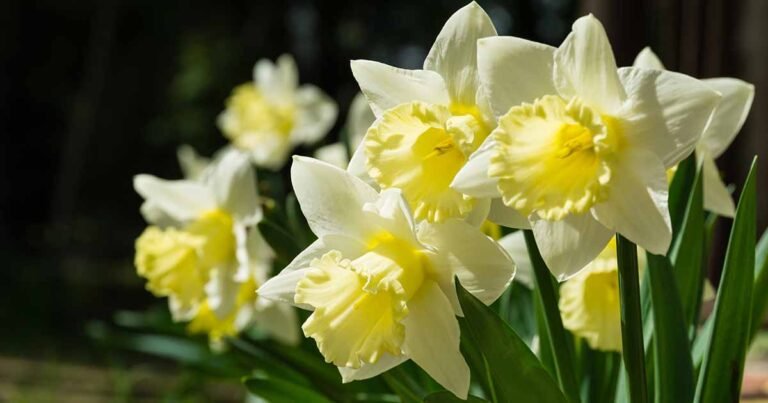 15 of the Best Daffodil Cultivars for Naturalized Plantings