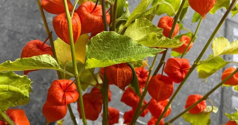 How to Grow Chinese Lantern in Containers