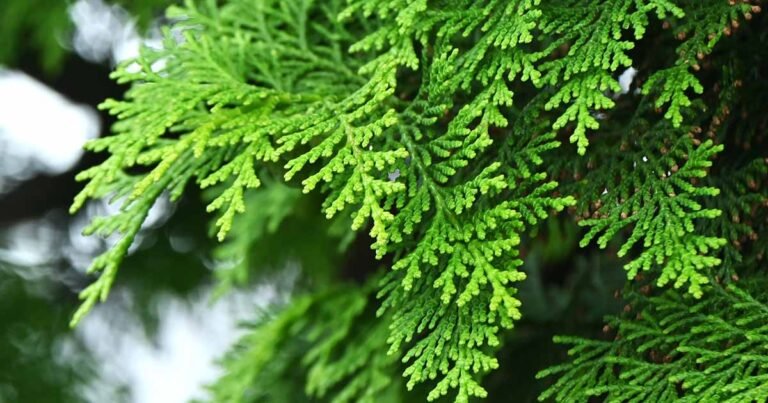 How to Grow and Care for Hinoki Cypress Trees