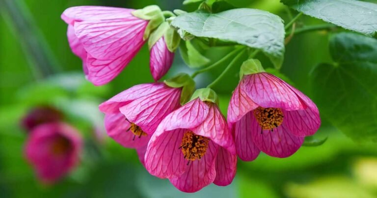 How to Grow and Care for Flowering Maple (Abutilon)