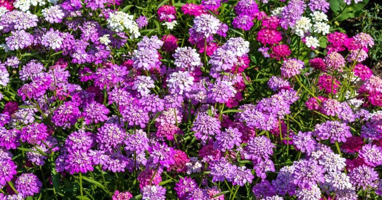 Learn How to Grow Candytuft (Iberis)