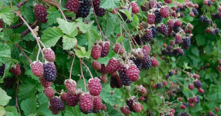 Learn How to Plant and Grow Marionberries