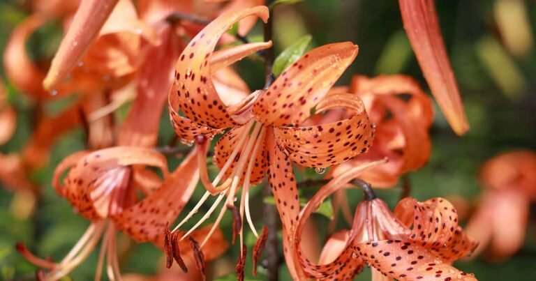 How to Grow and Care for Tiger Lilies