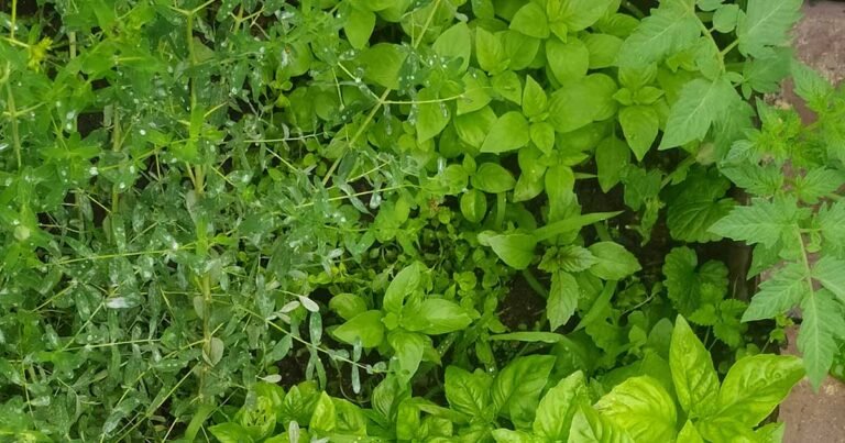 21 Aggressive Herbs to Cultivate With Care