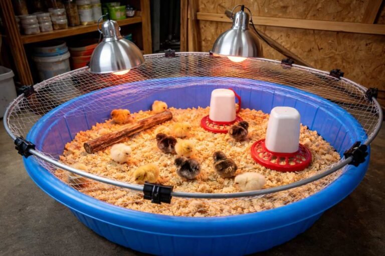 14 DIY Brooder Box Ideas to Raise Chicks