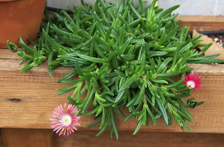 How to Propagate Ice Plant from Cuttings and Division?