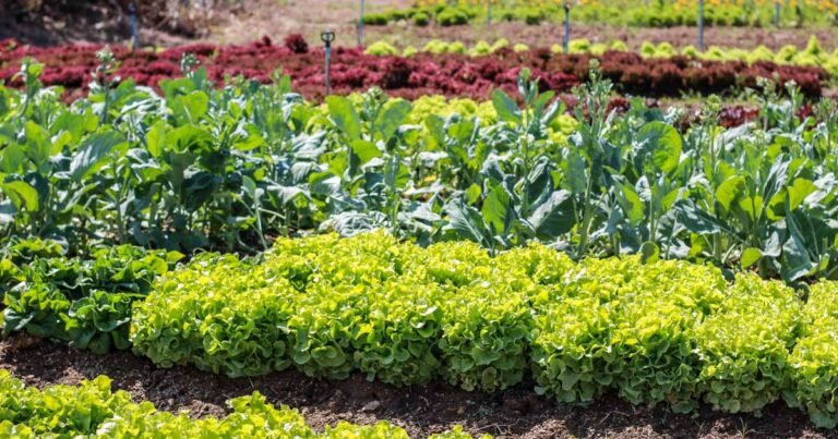 9 of the Best Fast-Growing Vegetables and Herbs for Your Garden