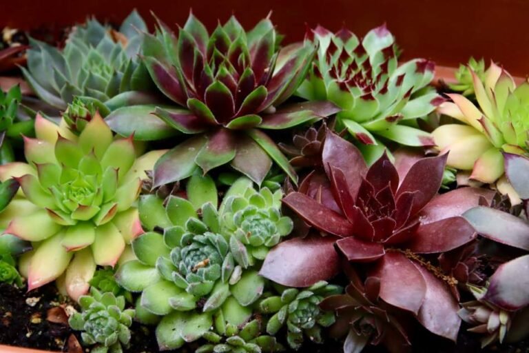 16 Hens and Chicks Planter Ideas