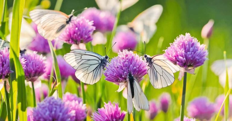 How to Stop Alliums from Taking Over Your Garden