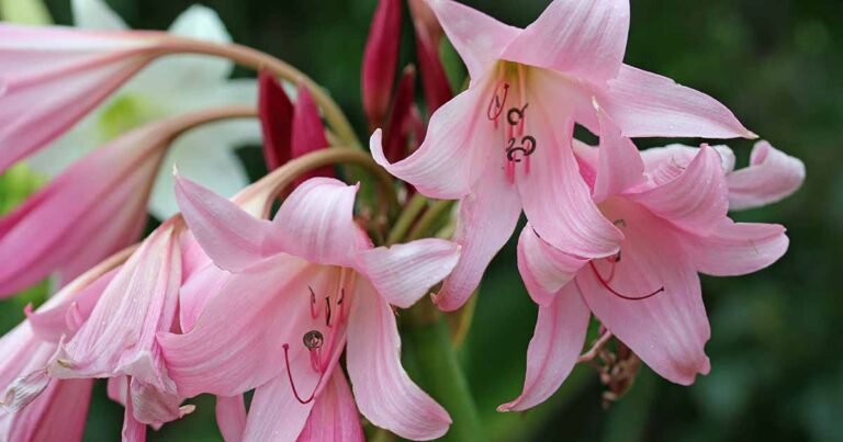 How to Grow and Care for Crinum Lilies