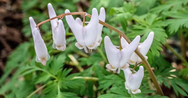 How to Grow Dutchman’s Breeches (Dicentra)