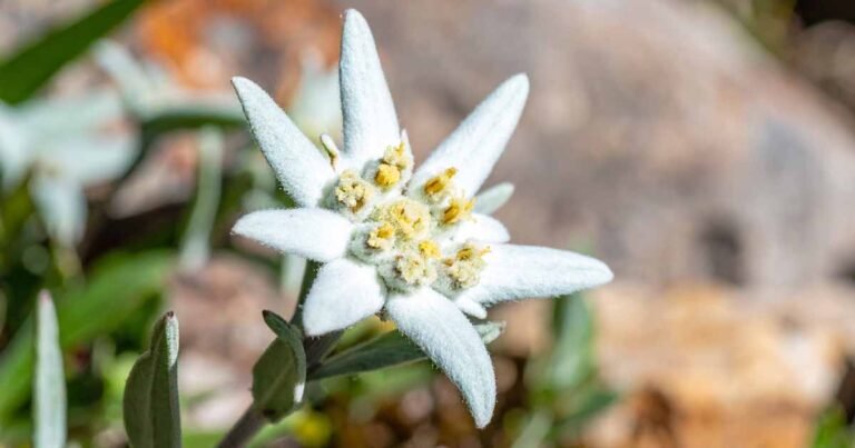How to Grow and Care for Edelweiss Flowers
