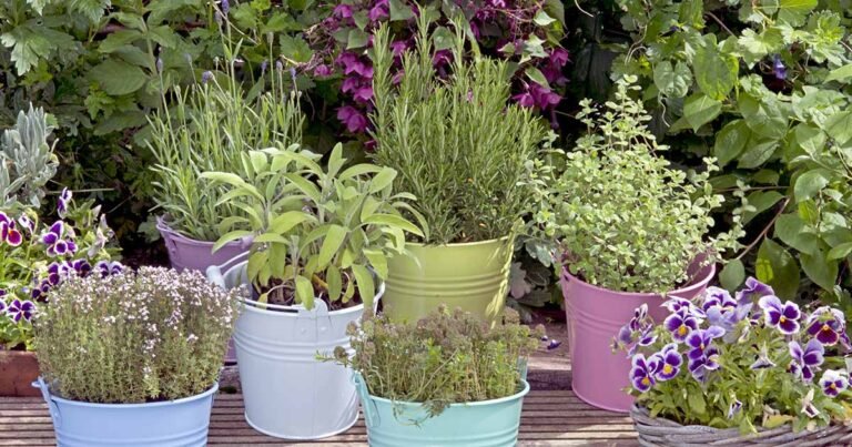 How to Grow Herbs in Containers