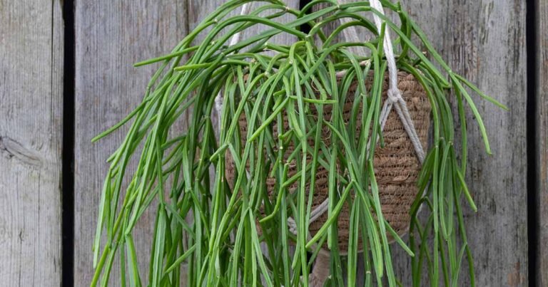 How to Grow and Care for Mistletoe Cactus