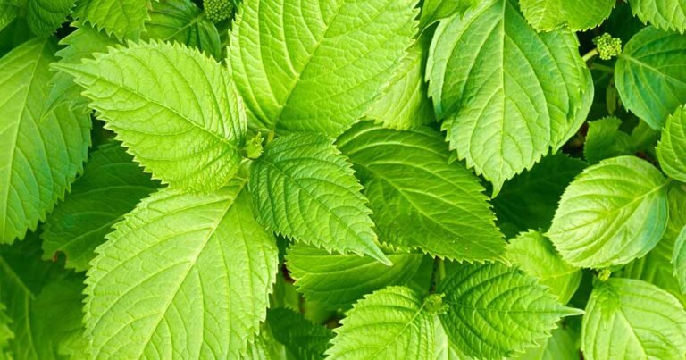 Learn How to Plant and Grow Shiso Herb (Perilla)