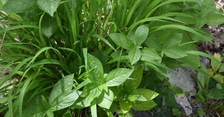 27 of the Best Shade-Loving Herbs for Your Garden