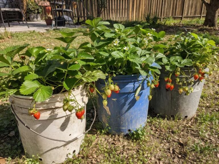How to Grow Strawberries in 5 Gallon Buckets?