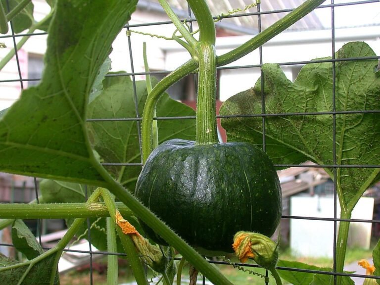 13 Pumpkin Trellis Ideas for Creative Vertical Gardening