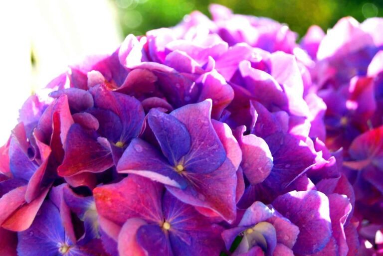How to Change Hydrangea Colours – Pink, Blue & Purple Flowers?