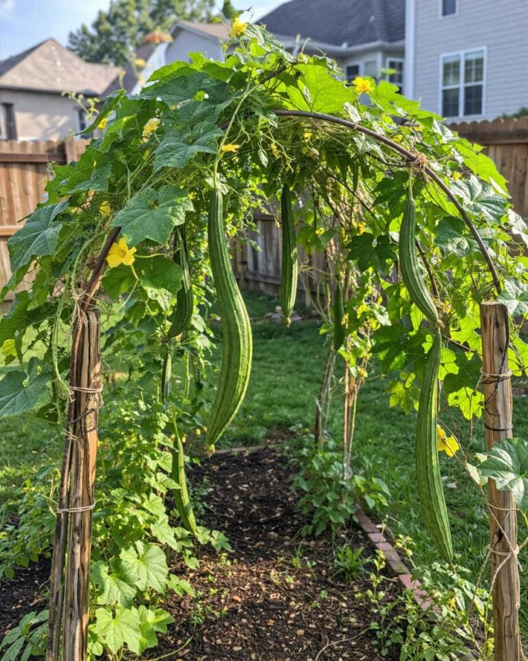 17 Best Vegetables that Grow on Trellis