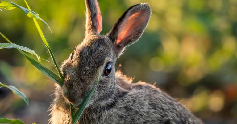13 Flowering Plants Rabbits Will Leave Alone