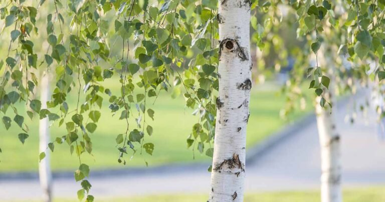 Learn How to Grow and Care for Birch Trees
