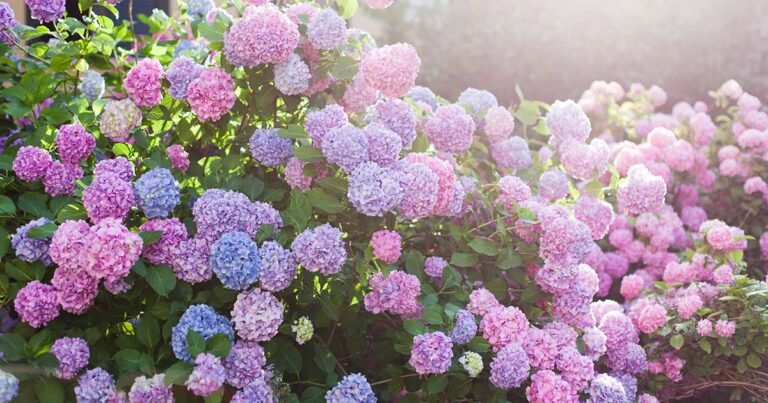 Learn How to Grow and Care for Hydrangeas