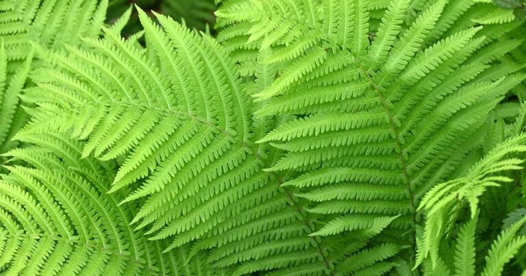 Learn How to Grow Ostrich Ferns