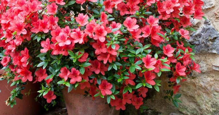 How to Grow Shrubs in Containers
