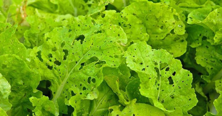 Are Leafy Greens with Insect Holes Safe to Eat?