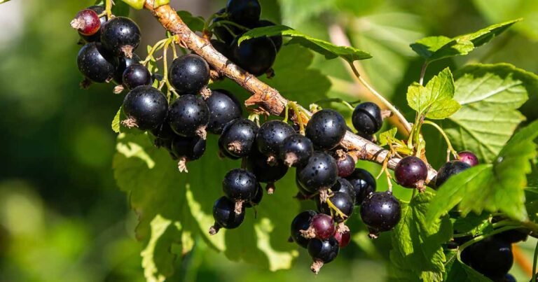 How to Plant and Grow Black Currants
