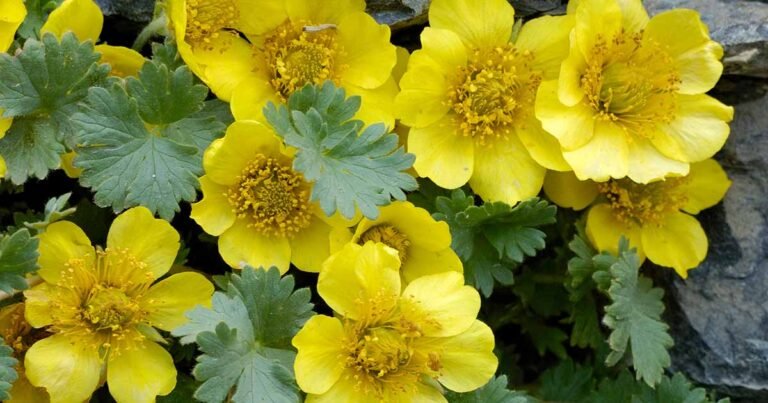 How to Grow and Care for Creeping Avens (Geum Reptans)