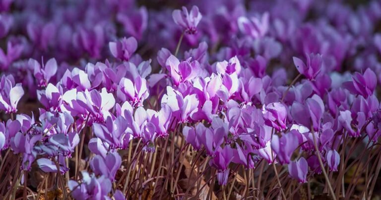 How to Grow and Care for Hardy Cyclamen in the Garden