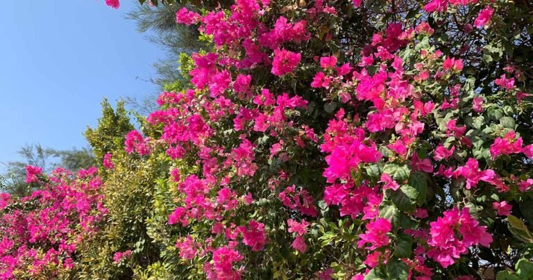 19 of the Best Vines for Vibrant Summer Color