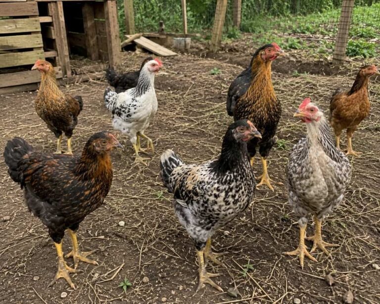 9 Ways to Tell If Chicks are Hens or Roosters