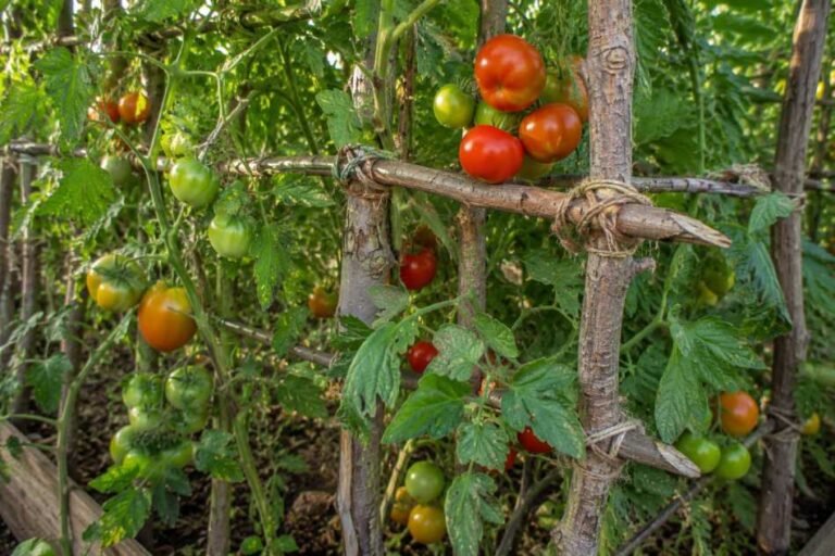28 DIY Tomato Trellis Ideas for Home Garden