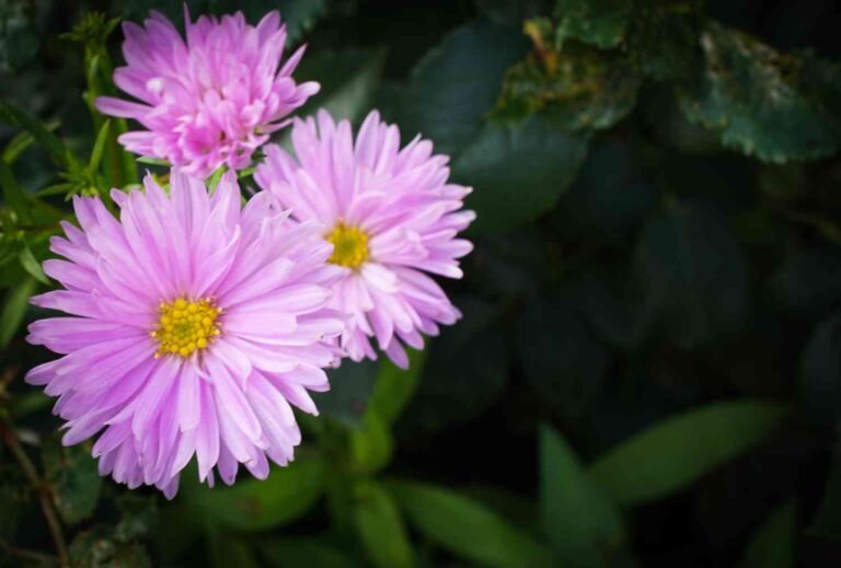 19 Perennial that Bloom all Summer in Full Sun