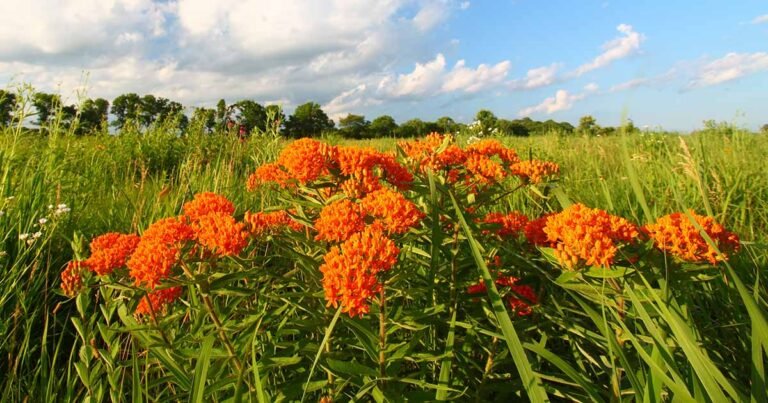 21 of the Best Plants to Grow on a Septic Discharge Field
