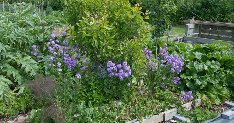 Tips for Companion Planting in Your Herb Garden