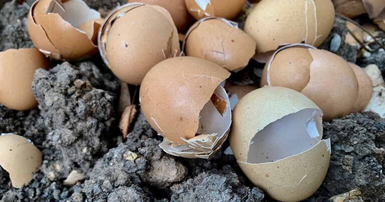 How to Use Eggshells in the Garden