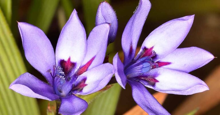 How to Grow and Care for Baboon Flowers (Babiana)