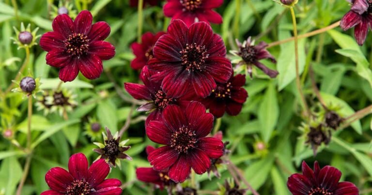 How to Grow Chocolate Cosmos Flowers