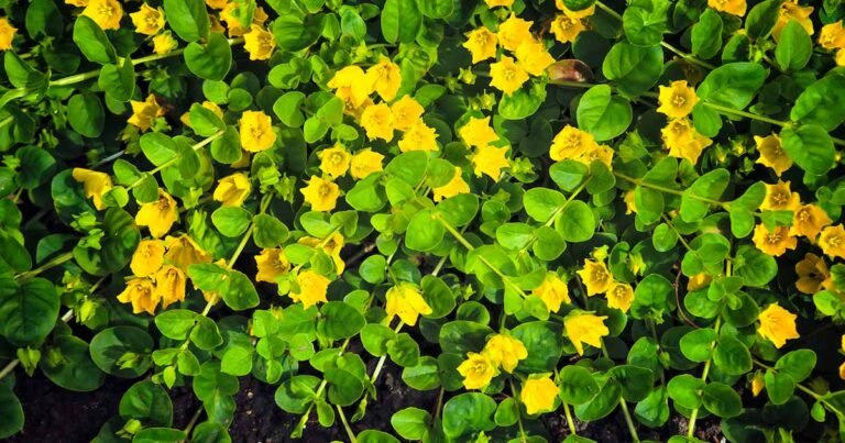 Learn How to Grow Creeping Jenny (Moneywort)