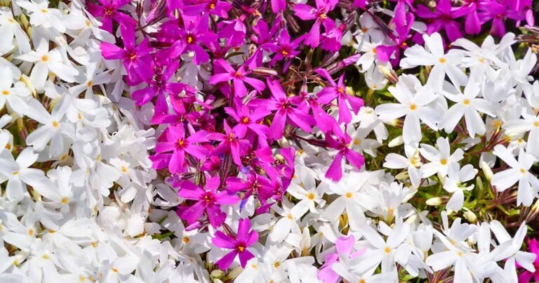 How to Grow and Care for Creeping Phlox