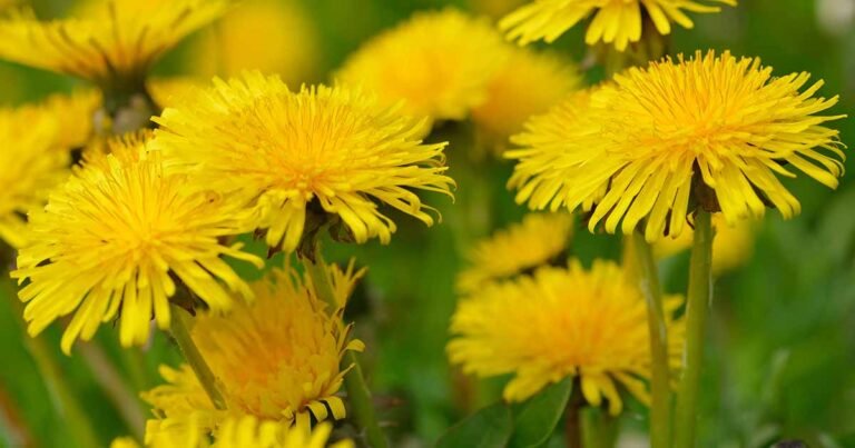 How to Grow Dandelions for Greens, Roots, and Flowers