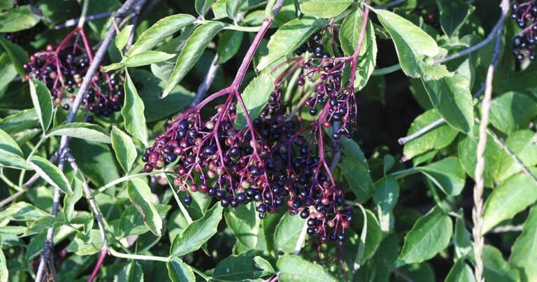 How to Grow Elderberries in Pots and Containers
