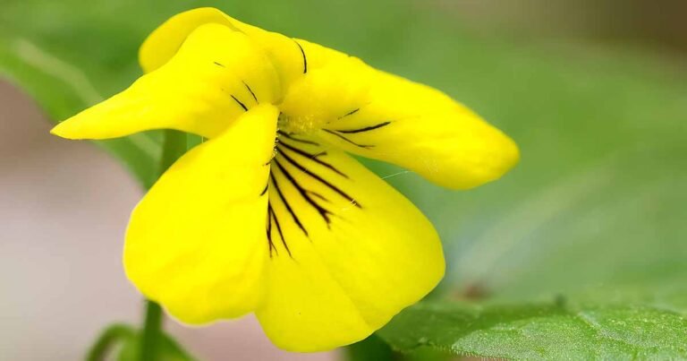 Learn How to Grow Wild Violets in Your Garden